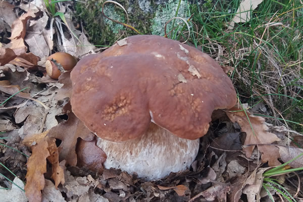la raccolta dei funghi