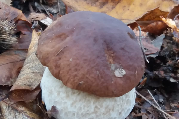la raccolta dei funghi
