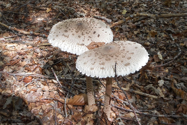 la raccolta dei funghi